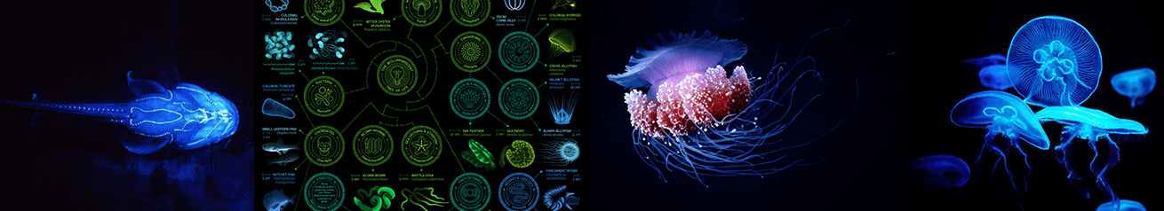 Animaux marins luminescents