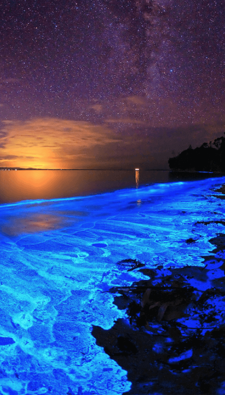 plage bioluminescente